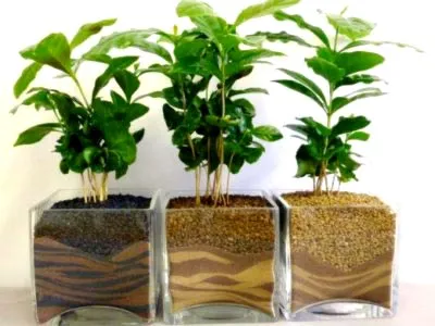 Cultivarea cafelei la domiciliu Cultivarea cafelei la domiciliu