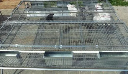 hutches de iepure cu desenul lor mâini