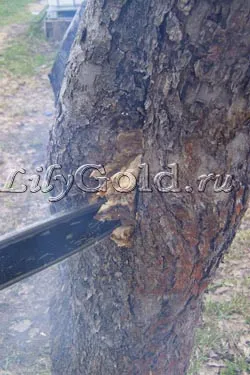 Cum se curata coaja Cum se curata coaja