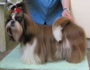 câine rasa shih tzu
