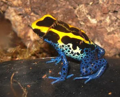 Frog ca un om