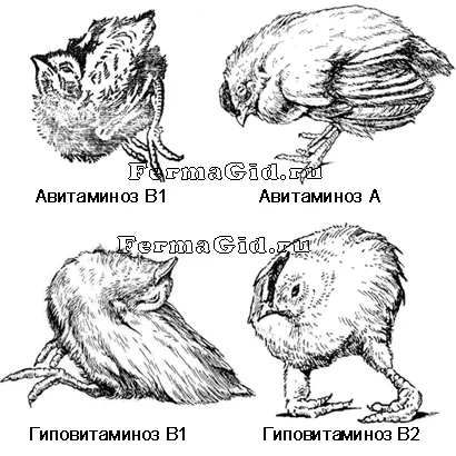 pui respirație șuierătoare