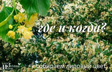 Din ce floare de tei