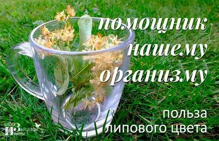 Din ce floare de tei
