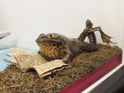 Frog ca un om Frog ca un om
