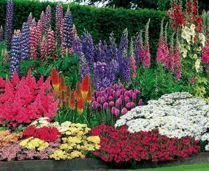 schema mixborder de plante perene schema mixborder de plante perene