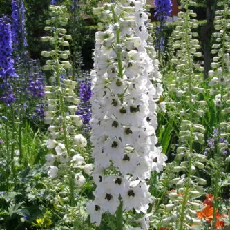schema mixborder de plante perene