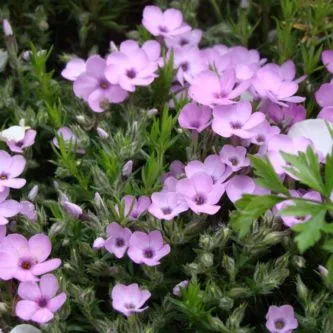 schema mixborder de plante perene