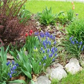 schema mixborder de plante perene