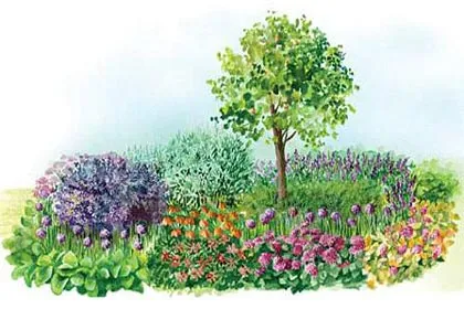 schema mixborder de plante perene schema mixborder de plante perene
