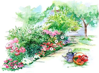 schema mixborder de plante perene schema mixborder de plante perene