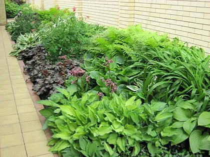 schema mixborder de plante perene schema mixborder de plante perene