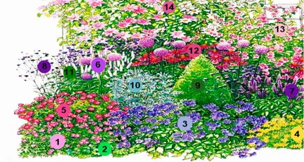 schema mixborder de plante perene schema mixborder de plante perene