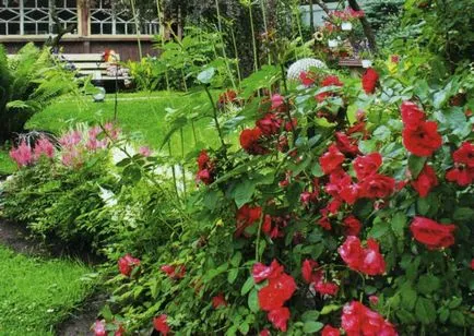 schema mixborder de plante perene