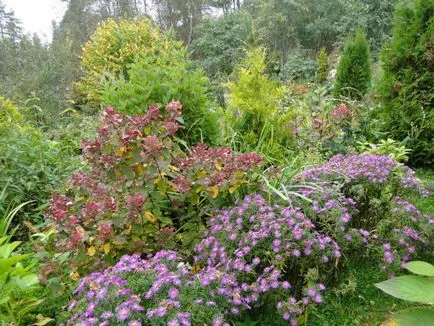 schema mixborder de plante perene