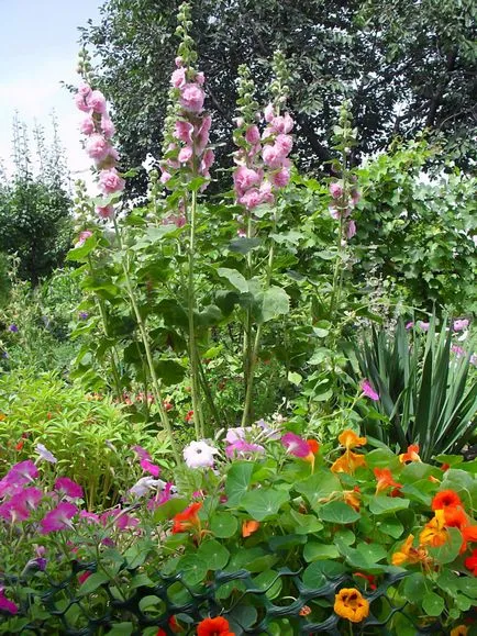 schema mixborder de plante perene