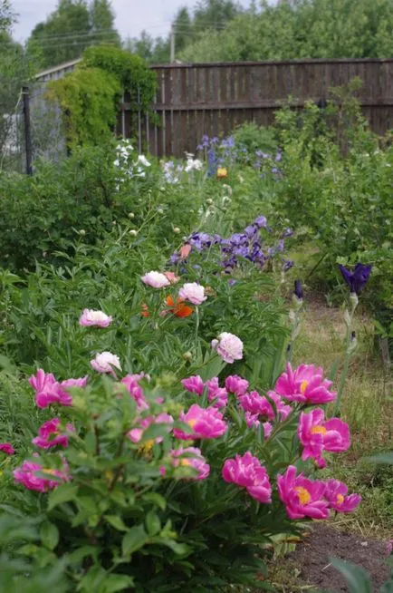 schema mixborder de plante perene