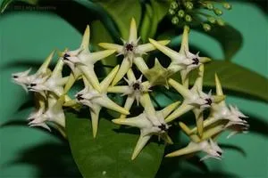 Hoya le floare