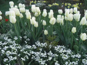 Cum să planteze lalele în primăvara Cum să planteze lalele în primăvara