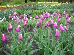 Cum să planteze lalele în primăvara Cum să planteze lalele în primăvara