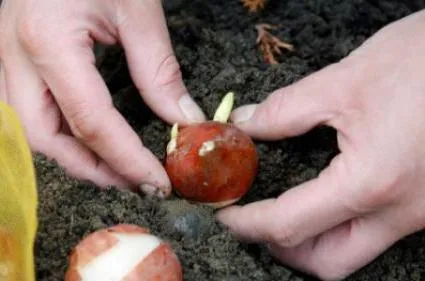 Cum să planteze lalele în primăvara Cum să planteze lalele în primăvara