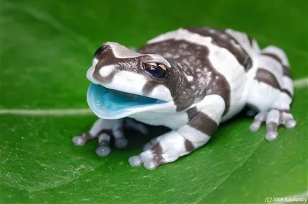 Frog ca un om