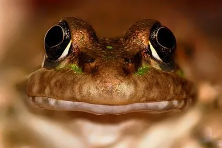 Frog ca un om