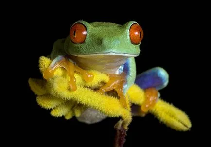 Frog ca un om
