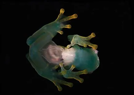 Frog ca un om