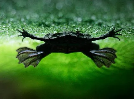 Frog ca un om