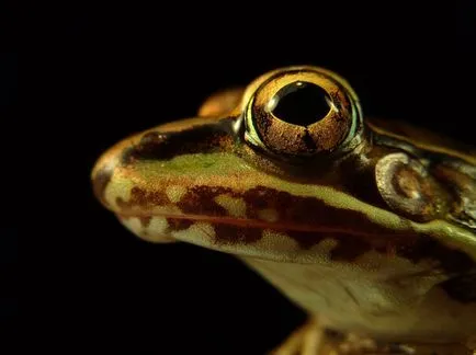 Frog ca un om