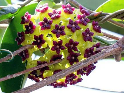 Hoya le floare