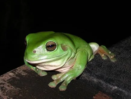 Frog ca un om