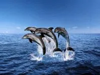 Că mânca balene Că mânca balene