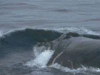 Că mânca balene Că mânca balene