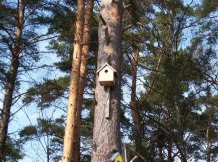 Cum sa faci o Birdhouse dintr-un copac