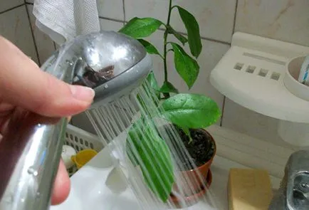 Cum de a scăpa de pânzele de păianjen Cum de a scăpa de pânzele de păianjen