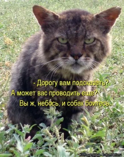 Omul cu capul unei pisici Omul cu capul unei pisici