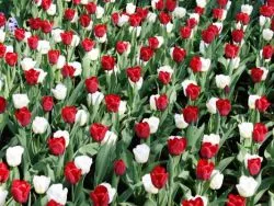 Cum să planteze lalele în primăvara