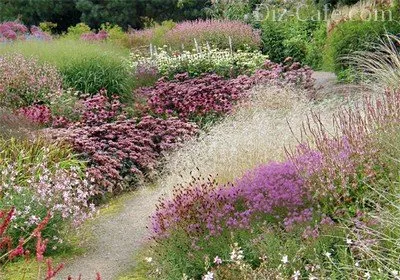 schema mixborder de plante perene