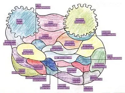 schema mixborder de plante perene