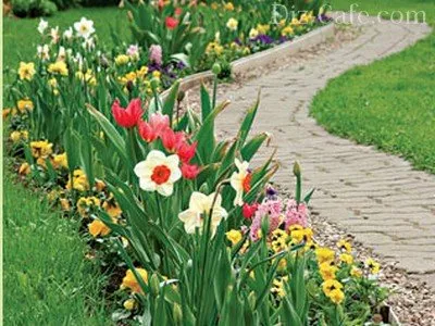 schema mixborder de plante perene