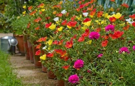 Cum de a planta purslane