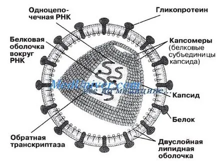 Ce este un virus