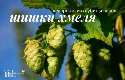 Ce să facă de hamei
