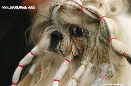 câine rasa shih tzu