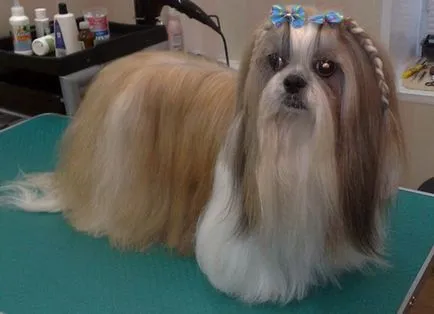 câine rasa shih tzu