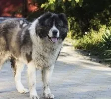 Ciobanesc caucazian fotografie câine