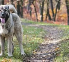 Ciobanesc caucazian fotografie câine