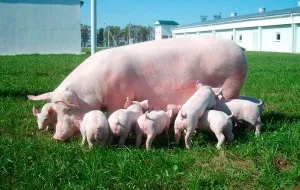Ceea ce se face de la porci Ceea ce se face de la porci